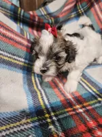 Prissy, a female Maltipoo for sale in Logansport, LA – 2 of 7