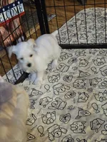 Sugar, a female Miniature Schnauzer for sale in Logansport, LA – 4 of 10