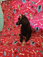 Sheila , a female Poodle - Standard  for sale in Logansport, LA – 2 of 3