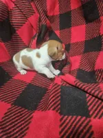 T Tiny , a male Chiweenie for sale in Logansport, LA – 4 of 7