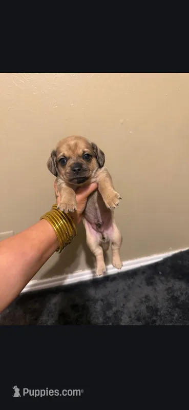 Chance – Pug, Miniature Dachshund puppy for sale in Logansport, LA