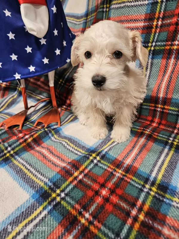 Polar – Miniature Schnauzer puppy for sale in Logansport, LA