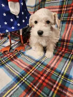 Polar, a male Miniature Schnauzer for sale in Logansport, LA – 1 of 10
