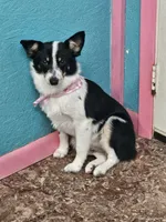 Gail, a female Australian Cattle Dog and Toy Australian Shepherd for sale in Logansport, LA – 3 of 10
