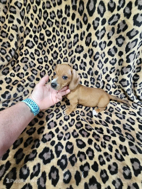 Snickers – Miniature Dachshund puppy on hold in Logansport, LA