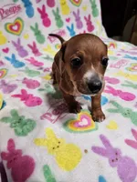 Snickers, a male Miniature Dachshund for sale in Logansport, LA – Photo 3 of 3