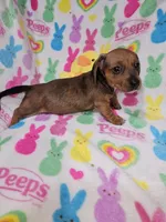 Brandy, a female Miniature Dachshund for sale in Logansport, LA – Photo 3 of 5