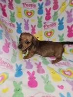 Brandy, a female Miniature Dachshund for sale in Logansport, LA – Photo 5 of 5