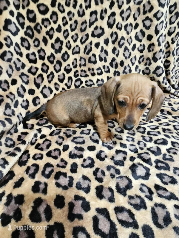 Brandy – Miniature Dachshund puppy for sale in Logansport, LA