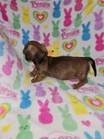 Brandy, a female Miniature Dachshund for sale in Logansport, LA – Photo 4 of 5