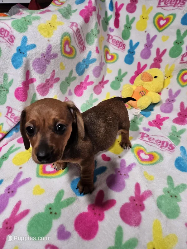 Brandy – Miniature Dachshund puppy for sale in Logansport, LA