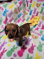 Brandy, a female Miniature Dachshund for sale in Logansport, LA – Photo 1 of 5