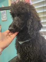 Shadow, a male Poodle - Standard  for sale in Logansport, LA – 8 of 9
