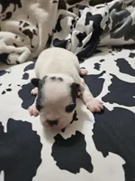 Snoop, a male Boston Terrier for sale in Logansport, LA – 6 of 6