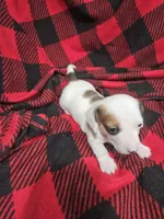 Charlie , a male Chiweenie for sale in Logansport, LA – 2 of 4