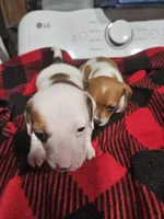T Tiny , a male Chiweenie for sale in Logansport, LA – 7 of 7