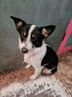 Gail, a female Australian Cattle Dog and Toy Australian Shepherd for sale in Logansport, LA – 5 of 10