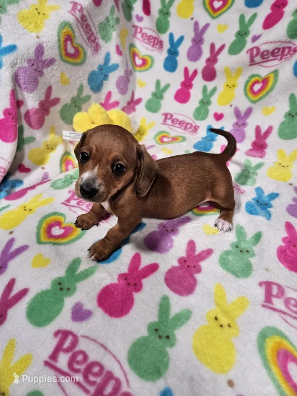 Snickers – Miniature Dachshund puppy for sale in Logansport, LA