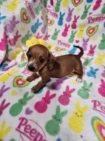 Snickers, a male Miniature Dachshund for sale in Logansport, LA – Photo 1 of 3