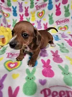 Snickers, a male Miniature Dachshund for sale in Logansport, LA – Photo 2 of 3