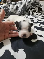 Jazzy, a female Boston Terrier for sale in Logansport, LA – 2 of 7