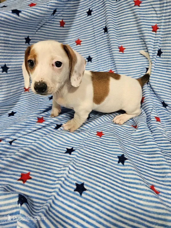 Charlie  – Miniature Dachshund, Chiweenie puppy for sale in Logansport, LA