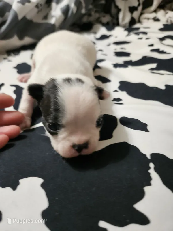 Snoop – Boston Terrier puppy for sale in Logansport, LA