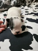 Snoop, a male Boston Terrier for sale in Logansport, LA – 1 of 6