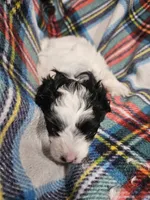 Peppy, a male Maltipoo for sale in Logansport, LA – 3 of 4