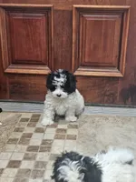 Peppy, a male Maltipoo for sale in Logansport, LA – 4 of 7