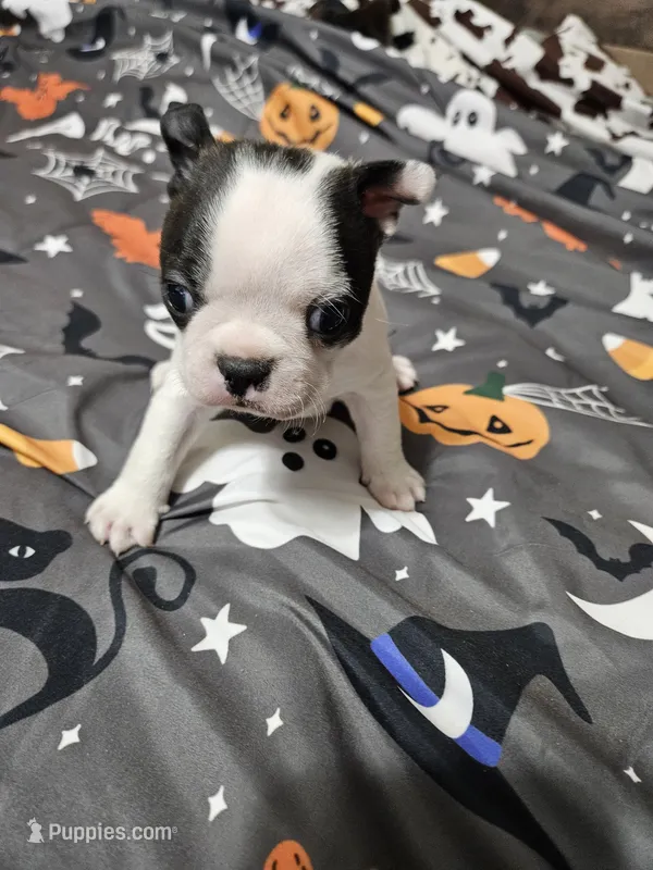 Snoop – Boston Terrier puppy for sale in Logansport, LA