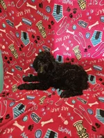 Sheila , a female Poodle - Standard  for sale in Logansport, LA – 3 of 3