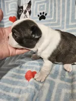 Larry, a male Boston Terrier for sale in Logansport, LA – 6 of 7