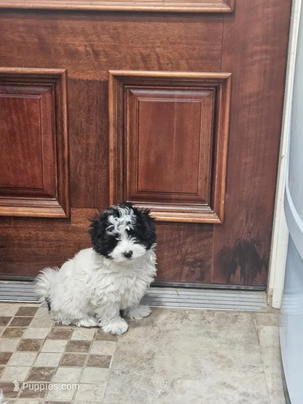 Peppy – Maltipoo puppy for sale in Logansport, LA