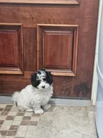 Peppy, a male Maltipoo for sale in Logansport, LA – 2 of 7