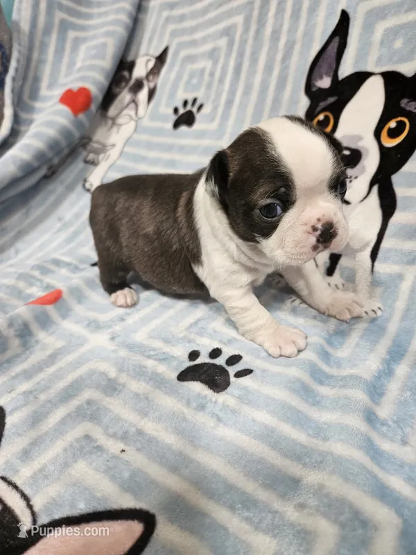 Larry – Boston Terrier puppy for sale in Logansport, LA