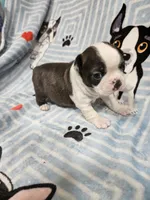 Larry, a male Boston Terrier for sale in Logansport, LA – 1 of 7