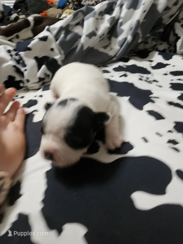 Jazzy – Boston Terrier puppy for sale in Logansport, LA