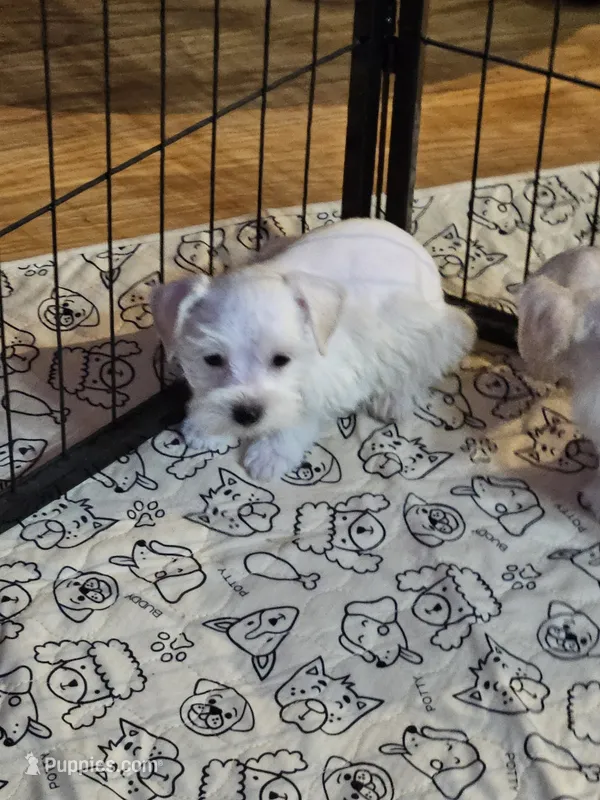 Snuggles – Miniature Schnauzer puppy for sale in Logansport, LA