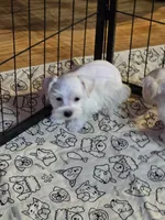 Snuggles, a male Miniature Schnauzer for sale in Logansport, LA – 1 of 4