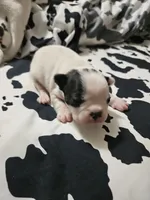 Snoop, a male Boston Terrier for sale in Logansport, LA – 4 of 6