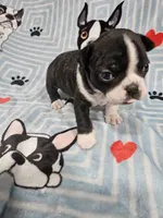 Levi, a male Boston Terrier for sale in Logansport, LA – 4 of 7