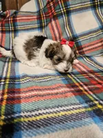 Prissy, a female Maltipoo for sale in Logansport, LA – 4 of 7