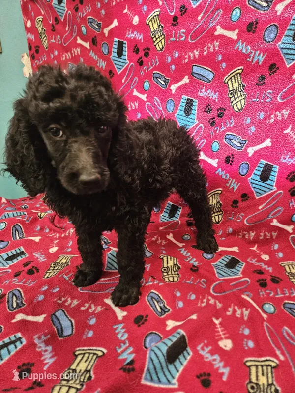 Shadow – Poodle - Standard  puppy for sale in Logansport, LA