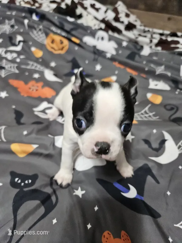 Jazzy – Boston Terrier puppy for sale in Logansport, LA