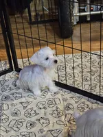 Snuggles, a male Miniature Schnauzer for sale in Logansport, LA – 2 of 4