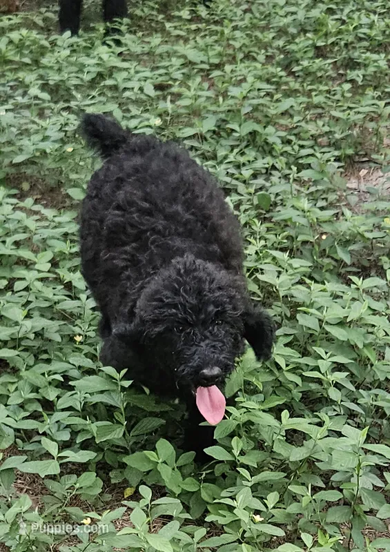 Skippy  – Poodle - Standard  puppy for sale in Logansport, LA