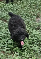 Skippy , a male Poodle - Standard  for sale in Logansport, LA – 1 of 5