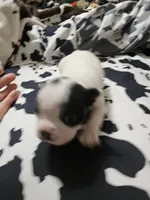 Jazzy, a female Boston Terrier for sale in Logansport, LA – 3 of 7