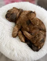 Chocolate Merle , a male Poodle - Toy  and Havapoo for sale in Lakeland, FL – 2 of 2